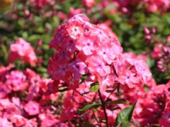 Hohe Flammenblume &#8218;Watermelon Punch&#8216;, Phlox paniculata &#8218;Watermelon Punch&#8216;, Topfware