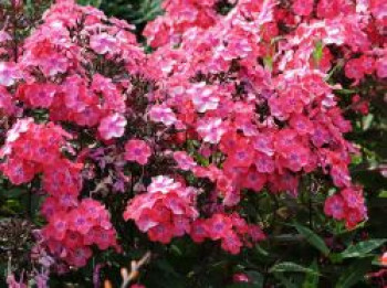 Hohe Flammenblume 'Windsor', Phlox paniculata 'Windsor', Topfware