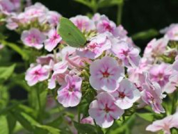 Hohe Flammenblume &#8218;Younique Bicolor&#8216;, Phlox paniculata &#8218;Younique Bicolor&#8216;, Topfware