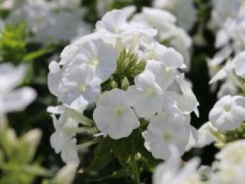 Hohe Flammenblume &#8218;Younique White&#8216;, Phlox paniculata &#8218;Younique White&#8216;, Topfware