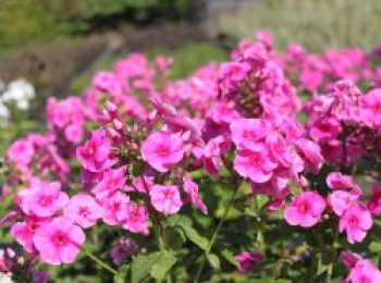 Hohe Flammenblume 'Adessa ® Rose Eye', Phlox paniculata 'Adessa ® Rose Eye', Topfware