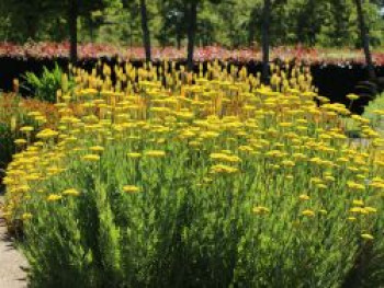 Hohe Gold-Garbe 'Cloth of Gold', Achillea filipendulina 'Cloth of Gold', Topfware