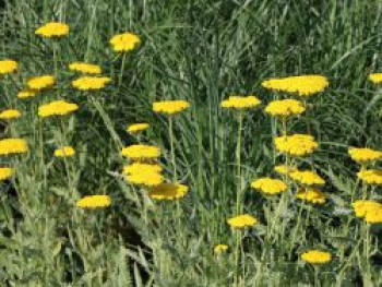 Hohe Gold-Garbe &#8218;Coronation Gold&#8216;, Achillea filipendulina &#8218;Coronation Gold&#8216;, Topfware