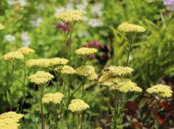 Hohe Gold-Garbe &#8218;Credo&#8216;, Achillea filipendulina &#8218;Credo&#8216;, Topfware