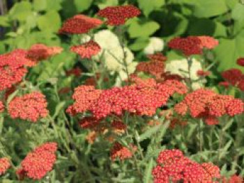 Hohe Gold-Garbe &#8218;Walter Funcke&#8216;, Achillea filipendulina &#8218;Walter Funcke&#8216;, Topfware