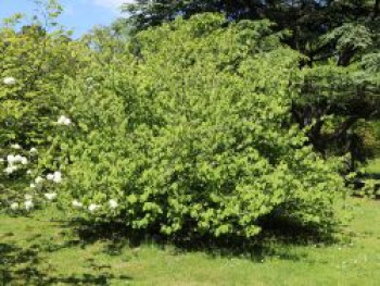 Hohe Scheinhasel, 60-100 cm, Corylopsis spicata, Containerware XXL