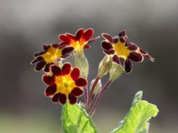 Hohe Schlüsselblume 'Gold Lace', Primula elatior 'Gold Lace', Topfware
