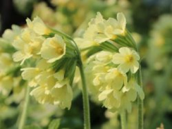 Hohe Schlüsselblume, Primula elatior subsp. elatior, Topfware