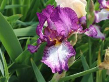 Hohe Schwertlilie 'Autumn Encore', Iris x barbata-elatior 'Autumn Encore', Topfware