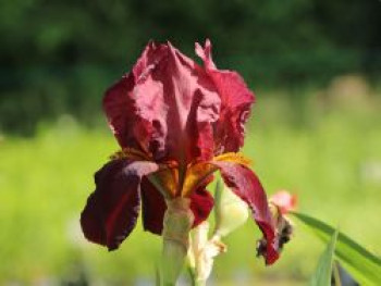 Hohe Schwertlilie 'Caldron', Iris x barbata-elatior 'Caldron', Topfware