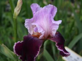 Hohe Schwertlilie 'Changing Times', Iris x barbata-elatior 'Changing Times', Topfware