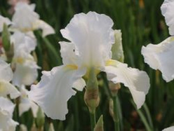Hohe Schwertlilie 'Cliffs of Dover', Iris x barbata-elatior 'Cliffs of Dover', Topfware