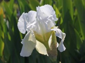 Hohe Schwertlilie 'Cup Race', Iris x barbata-elatior 'Cup Race', Topfware