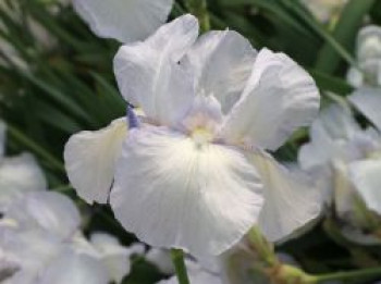 Hohe Schwertlilie 'English Cottage', Iris x barbata-elatior 'English Cottage', Topfware