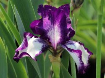 Hohe Bart-Iris 'Going My Way', Iris x barbata-elatior 'Going My Way', Topfware