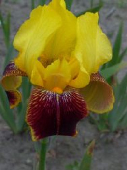 Hohe Bart-Iris 'Grand Chef', Iris x barbata-elatior 'Grand Chef', Topfware