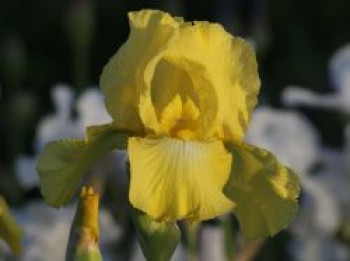 Hohe Bart-Iris 'Helen Boehm', Iris x barbata-elatior 'Helen Boehm', Topfware