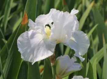 Hohe Schwertlilie 'Immortality', Iris x barbata-elatior 'Immortality', Containerware