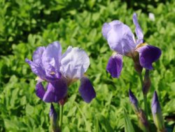 Hohe Schwertlilie 'Lent A. Williamson', Iris x barbata-elatior 'Lent A. Williamson', Topfware