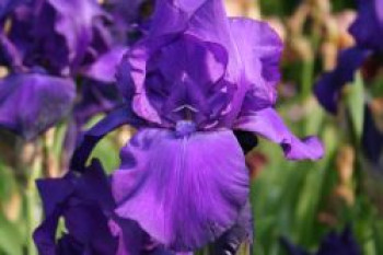 Hohe Schwertlilie 'Matinata', Iris x barbata-elatior 'Matinata', Topfware
