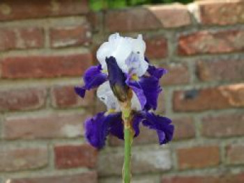 Hohe Schwertlilie 'Night Edition', Iris x barbata-elatior 'Night Edition', Topfware