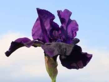 Hohe Schwertlilie 'Night Owl', Iris x barbata-elatior 'Night Owl', Topfware