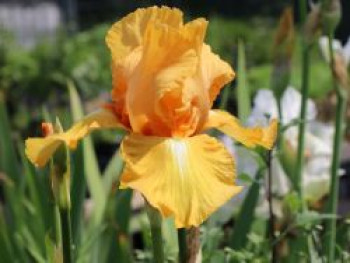 Hohe Schwertlilie 'Piroska', Iris x barbata-elatior 'Piroska', Topfware