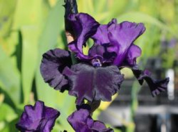 Hohe Schwertlilie 'Superstition', Iris x barbata-elatior 'Superstition', Topfware
