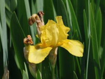 Hohe Schwertlilie 'Szintella', Iris x barbata-elatior 'Szintella', Topfware