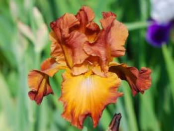 Hohe Schwertlilie 'Trail West', Iris x barbata-elatior 'Trail West', Topfware