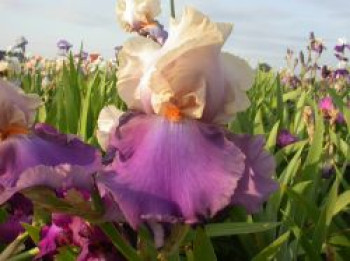 Hohe Bart-Iris 'Vague à Lame', Iris x barbata-elatior 'Vague à Lame', Topfware