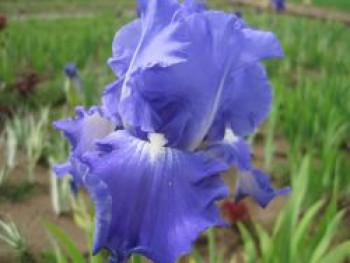 Hohe Schwertlilie 'Victoria Falls', Iris x barbata-elatior 'Victoria Falls', Topfware