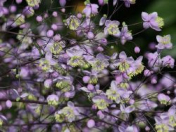 Hohe Wiesenraute &#8218;Elin&#8216;, Thalictrum rochebruneanum &#8218;Elin&#8216;, Topfware