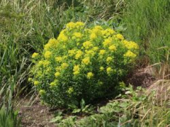 Hohe Wolfsmilch &#8218;Goldener Turm&#8216;, Euphorbia cornigera &#8218;Goldener Turm&#8216;, Topfware