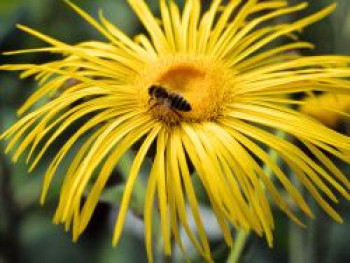 Hoher Alant, Inula magnifica, Topfware