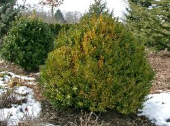 Hoher Buchsbaum, 10-15 cm, Buxus sempervirens var. arborescens, Topfware