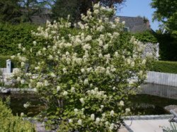 Hoher Federbuschstrauch / Großer Federbuschstrauch, 20-30 cm, Fothergilla major, Containerware