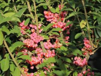 Hoher Korkflügelstrauch / Kork-Spindelstrauch, 50-80 cm, Euonymus phellomanus, Containerware XXL