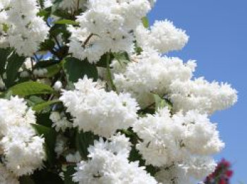 Hoher Maiblumenstrauch / Sternchen Strauch / Deutzie, 100-150 cm, Deutzia magnifica, Containerware