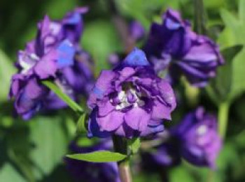 Hoher Rittersporn &#8218;Christel&#8216;, Delphinium x elatum &#8218;Christel&#8216;, Topfware