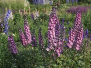 Hoher Rittersporn &#8218;Delphi&#8217;s Pink Power&#8216;, Delphinium x elatum &#8218;Delphi&#8217;s Pink Power&#8216;, Topfware