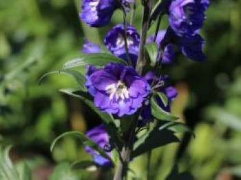 Hoher Rittersporn &#8218;Delphi&#8217;s Power&#8216; ®, Delphinium x elatum &#8218;Delphi&#8217;s Power&#8216; ®, Topfware