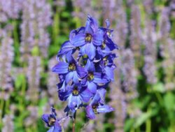 Hoher Rittersporn &#8218;Finsteraarhorn&#8216;, Delphinium x elatum &#8218;Finsteraarhorn&#8216;, Topfware