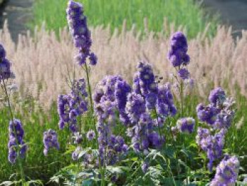 Hoher Rittersporn Highlander ® 'Bolero', Delphinium x elatum Highlander ®' Bolero', Topfware