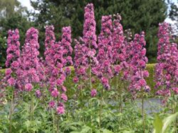 Hoher Rittersporn Highlander-Serie &#8218;Flamenco&#8216;, Delphinium x elatum Highlander-Serie &#8218;Flamenco&#8216;, Topfware