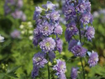 Hoher Rittersporn Highlander-Serie &#8218;Moon Light&#8216; ®, Delphinium x elatum Highlander-Serie &#8218;Moon Light&#8216; ®, Topfware