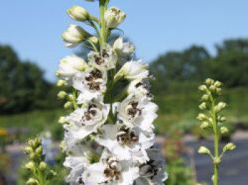 Hoher Rittersporn 'Magic Fountains White With Eye', Delphinium x elatum 'Magic Fountains White With Eye', Topfware