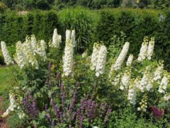 Hoher Rittersporn &#8218;Sungleam&#8216;, Delphinium x elatum &#8218;Sungleam&#8216;, Topfware