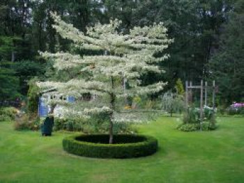 Hoher Weißbunter Pagoden-Hartriegel 'Variegata', 40-60 cm, Cornus controversa 'Variegata', Containerware