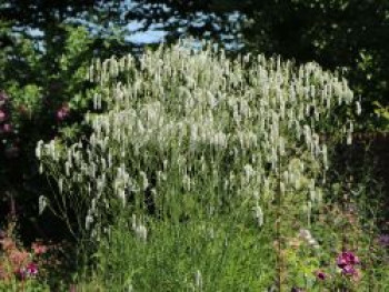 Hoher Wiesenknopf &#8218;Albiflora&#8216;, Sanguisorba tenuifolia &#8218;Albiflora&#8216;, Topfware